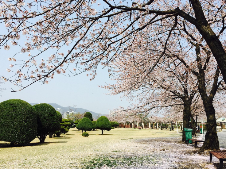과천 꽃축제 관련 사진