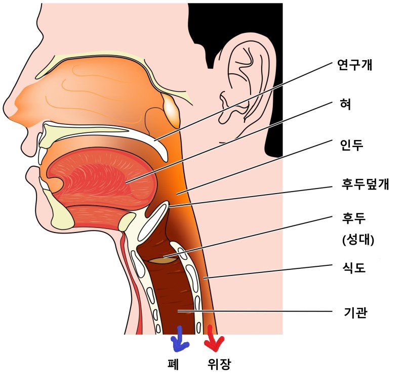 후두의 기관 구조