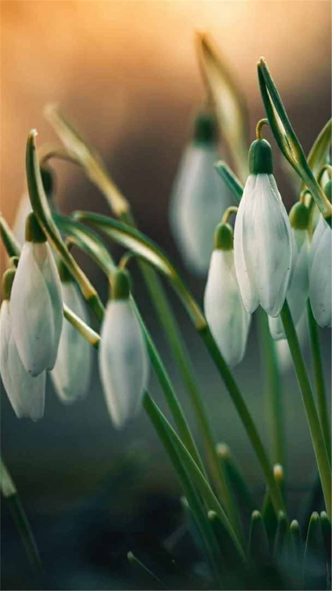 Snowdrop Flower iPhone Wallpaper