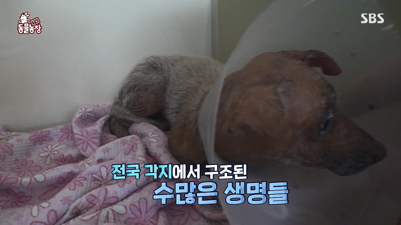 TV 동물농장.E1137.230911p-NEXT.mp4_20230910_183222.038.jpg