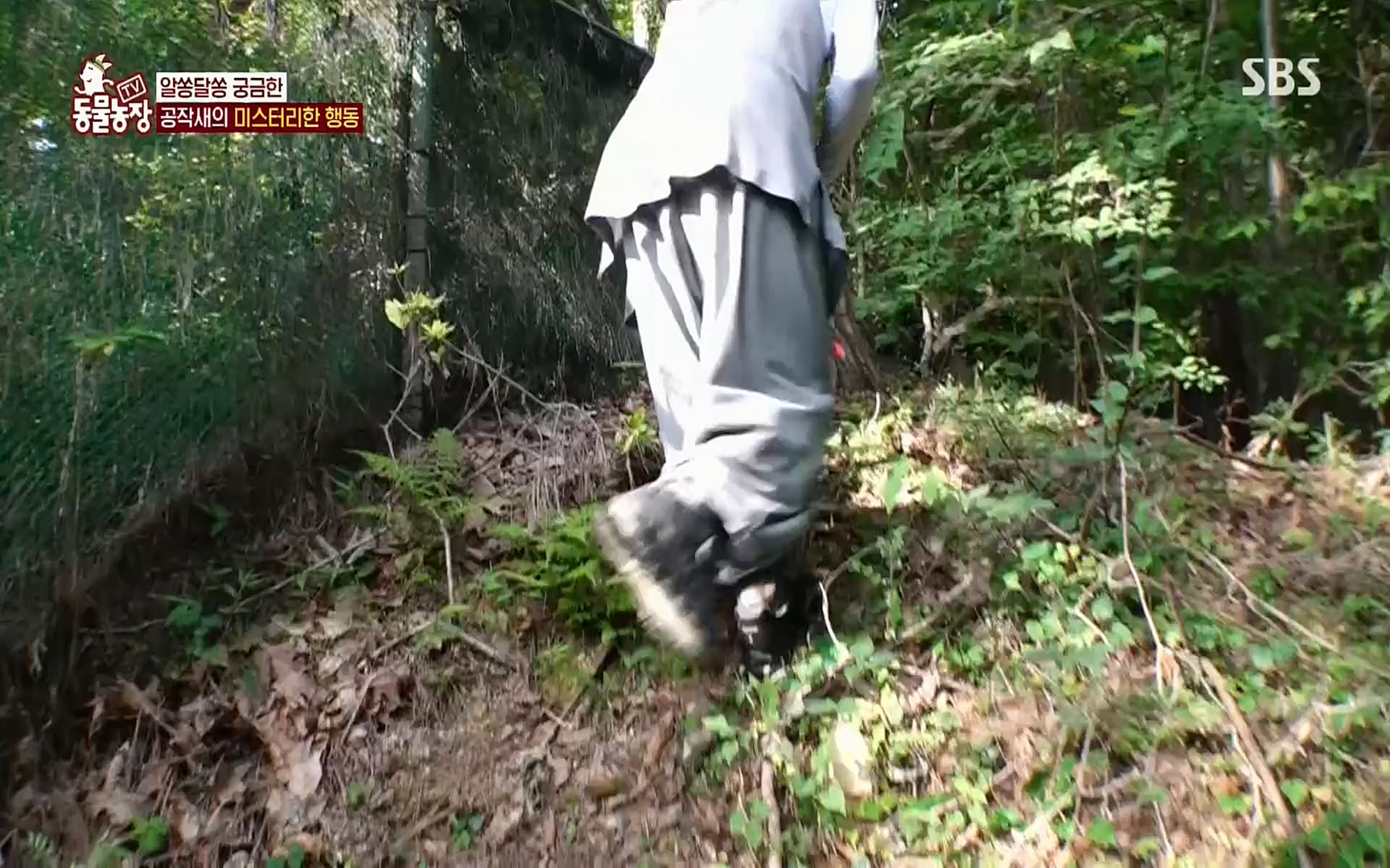 TV 동물농장.E1084.220828p.H264-F1RST.mp4_20220828_154050.995.jpg