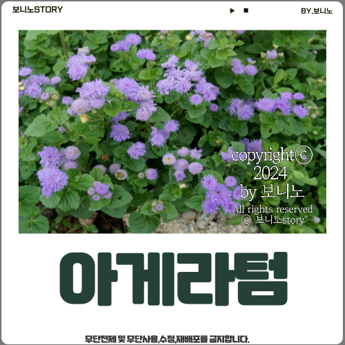 식물-정보-아게라텀-사진