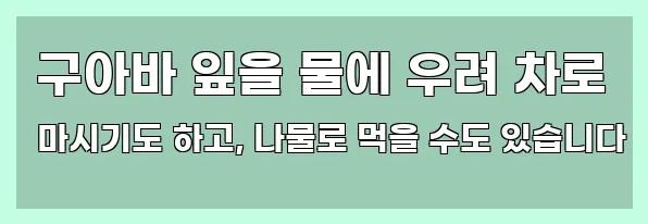  구아바 잎을 물에 우려 차로 마시기도 하고, 나물로 먹을 수도 있습니다