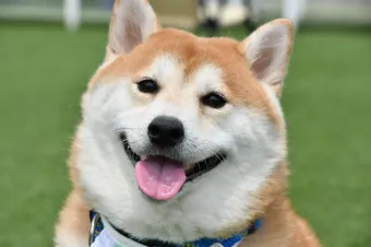 시바견 분양 가격 성격 몸무게 장단점 털빠짐_8