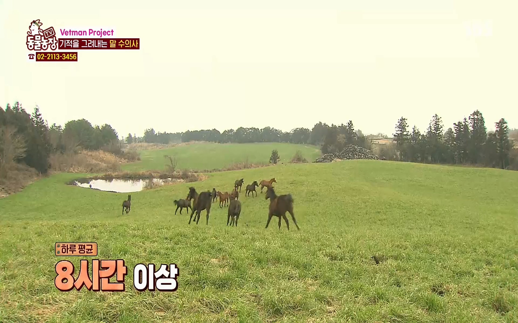 TV 동물농장.E1062.220327p.H264-F1RST.mp4_20220327_174456.438.jpg