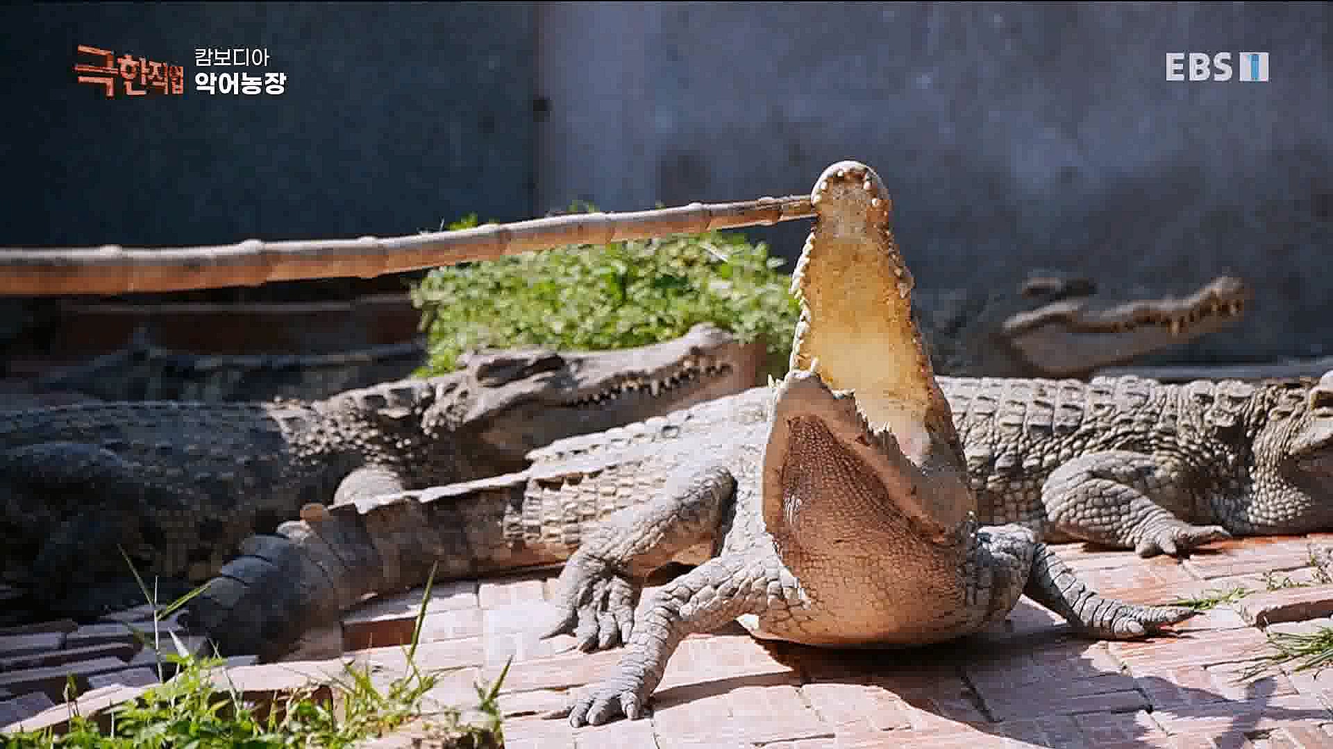 캄보디아 악어농장 230325.mp4_20230327_194954.101.jpg