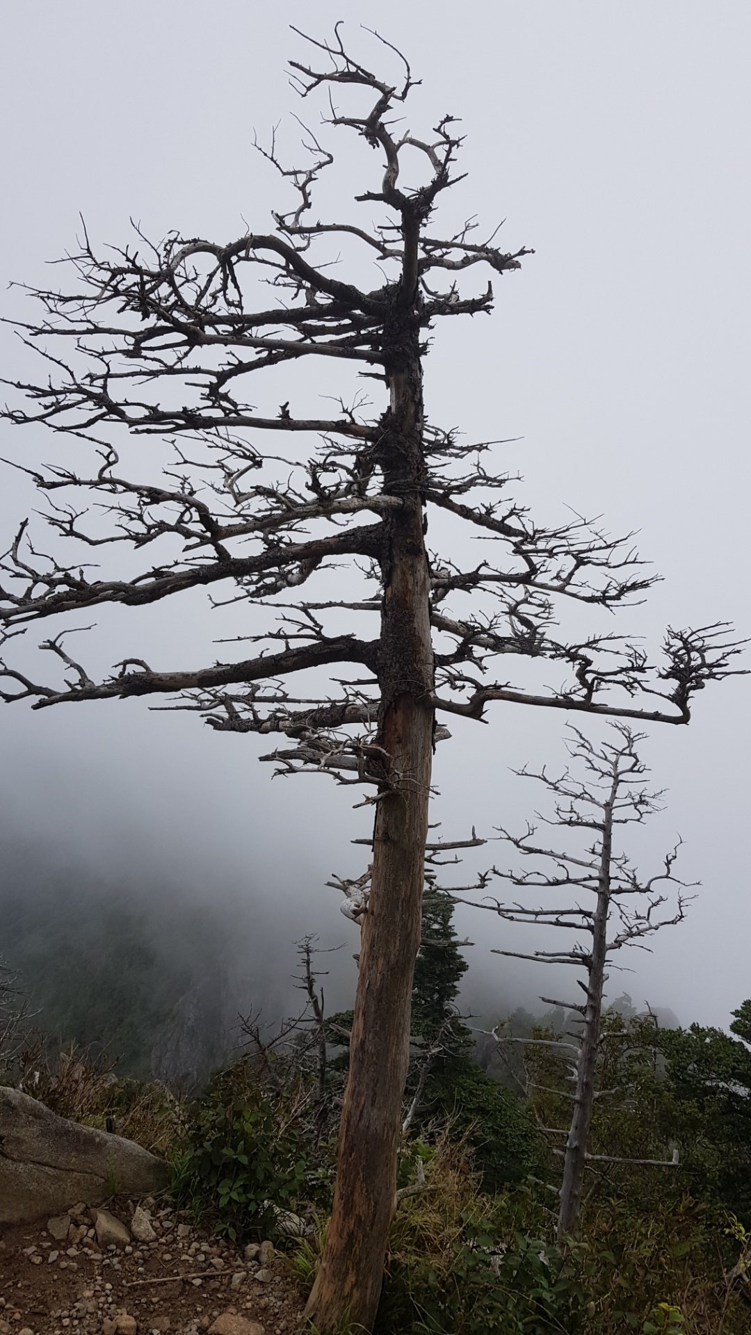 지리산 구상나무