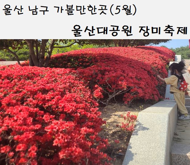  울산대공원 장미축제 입장료, 요금, 행사일정, 체험/전시안내 울산남구가볼만한곳