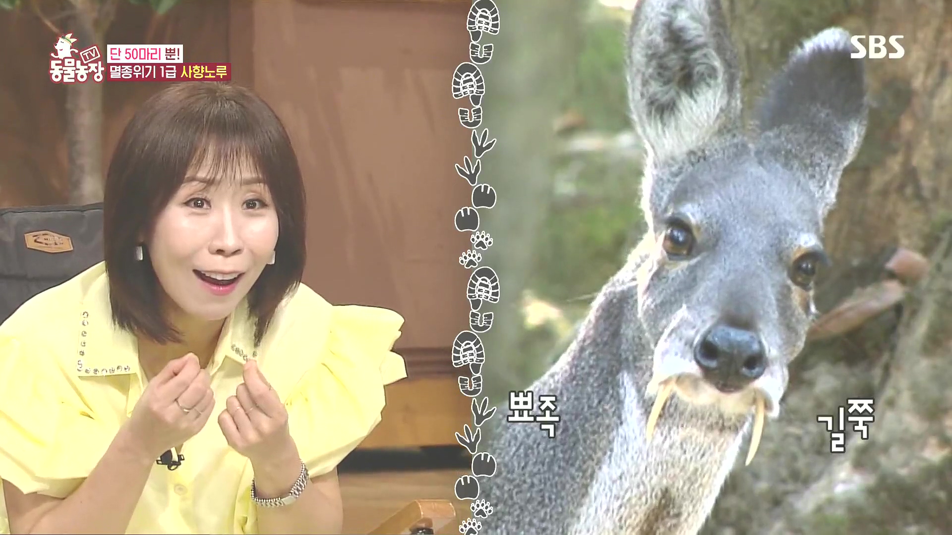 TV 동물농장.E1185.240818p.H264-F1RST.mp4_20240818_160951.898.jpg