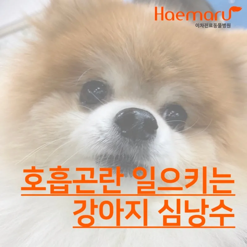 강아지 숨가쁨 과호흡 증상별 원인과 대처법_3