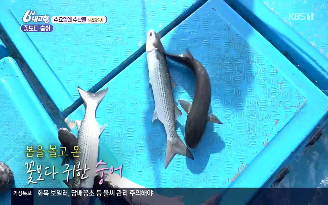 6시 내고향.E7523.220421p-NEXT.mp4_20220507_181117.873.jpg