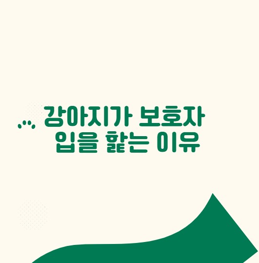 강아지가 보호자 입을 핥는 이유