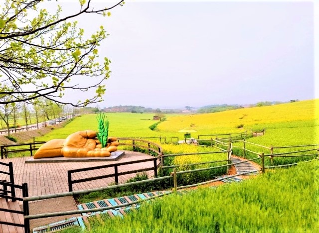 청보리축제_2023 고창청보리밭축제 6