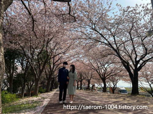 삼락생태공원 벚꽃과 함께 찍은 사진3