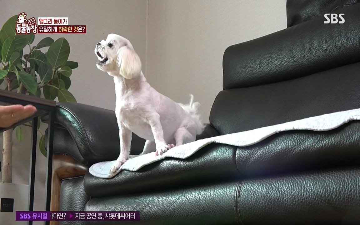 TV 동물농장.E1085.220905p-NEXT.mp4_20220904_173526.116.jpg