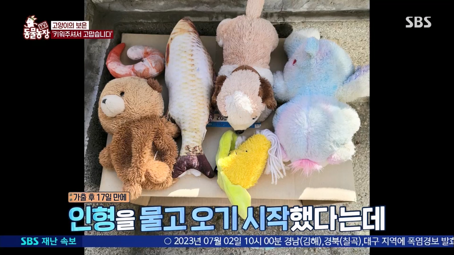 TV 동물농장.E1127.230702p.H264-F1RST.mp4_20230704_212707.039.jpg