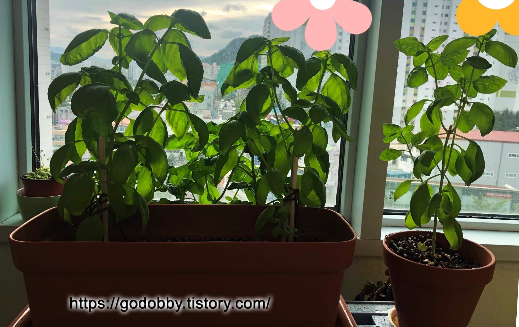  요리 똥손이 만들어본 실패에 가까운 바질페스토....^ ^....