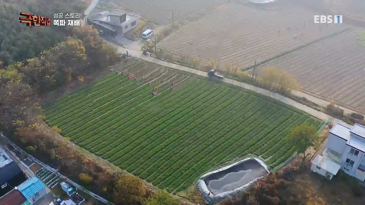 TV - 교육의 중심 EBS성공 스토리! 쪽파 재배와 과일 도매.mp4_20221209_203552.335.jpg