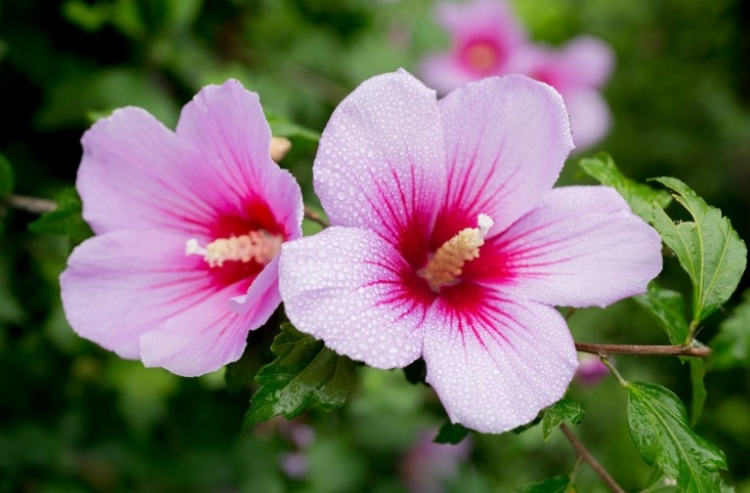  날마다 피고 지는 "무궁화"[Rose of sharon, 無窮花]