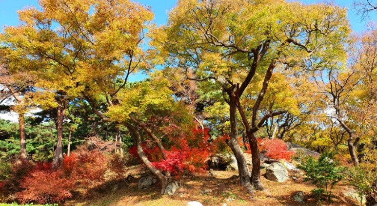 - 수덕사, 명상치유림길과 수암산의 가을 예산으로 볼거리, 단풍여행 17