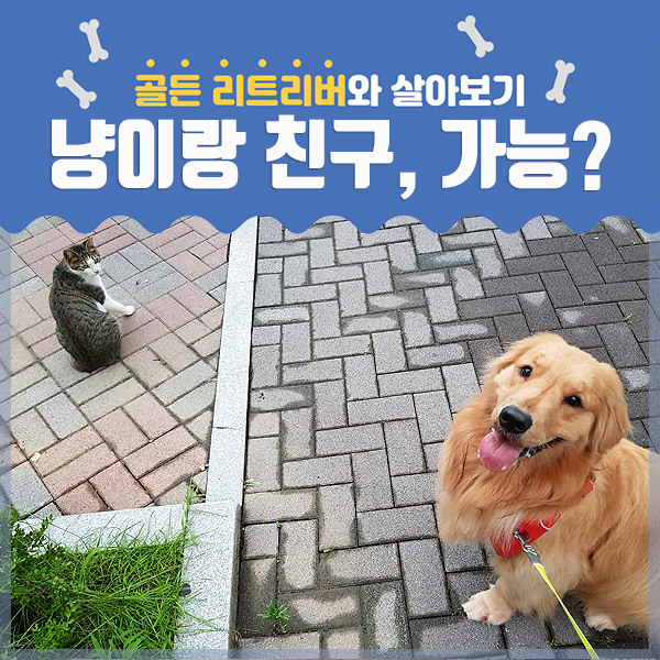  골든리트리버, 고양이랑 친구 가능? - 자주 만나는 길냥이와...