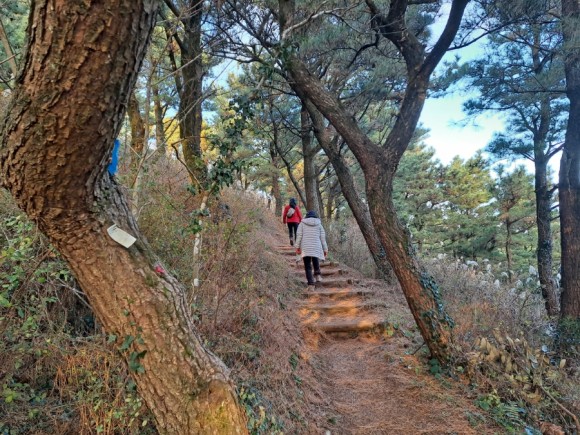 정물 당오름, 오름 그리고 금악오름 7