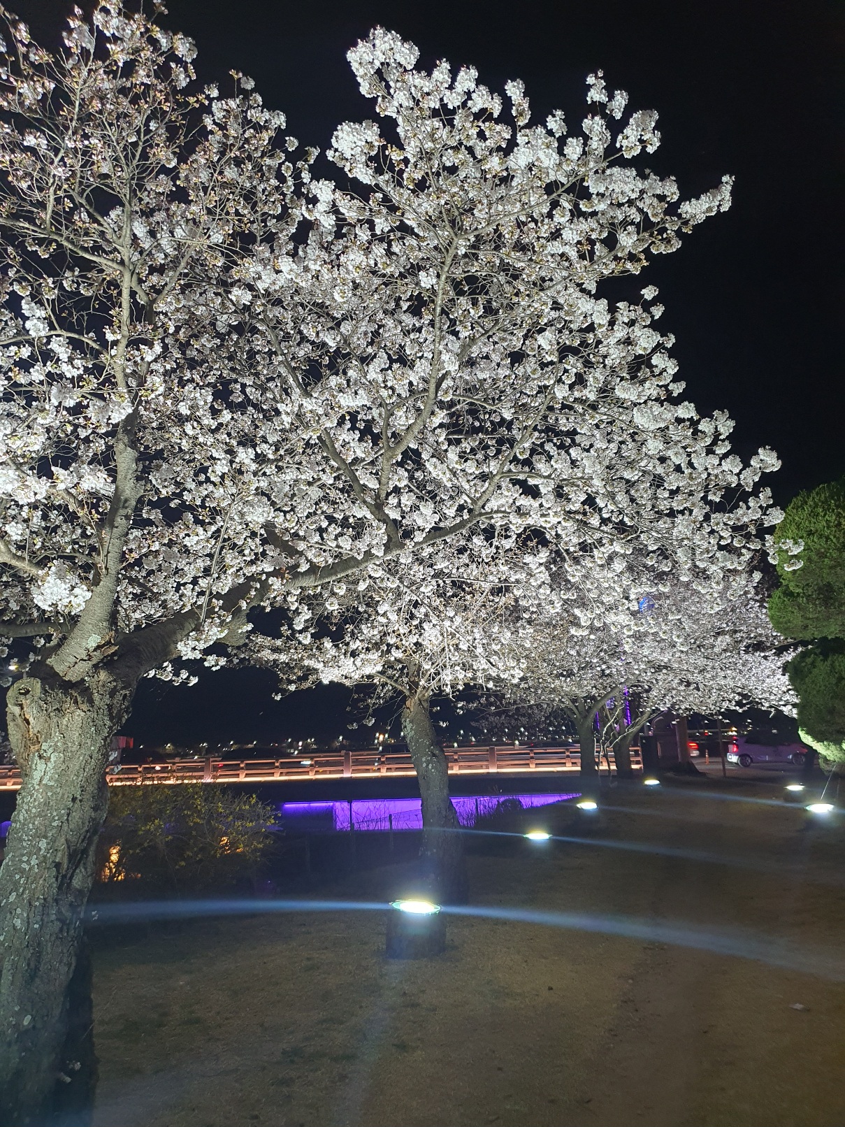 경주-흥무로-벚꽃길