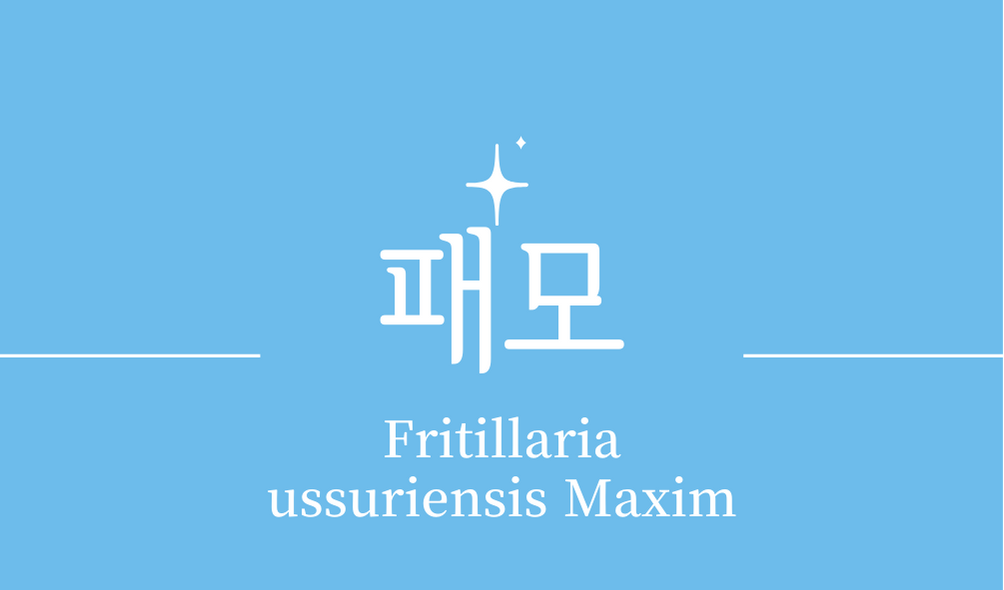 &#39;패모(Fritillaria ussuriensis Maxim)&#39;