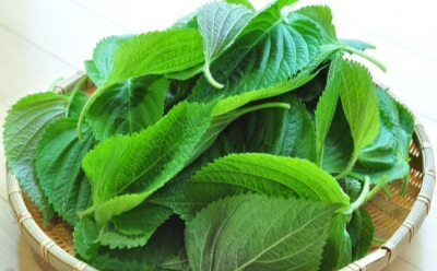 깻잎 사진