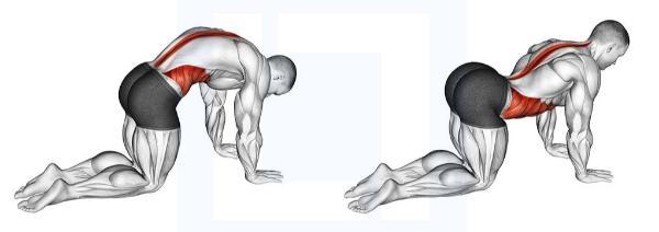 허리가 아픈 이유 - cat-cow stretch