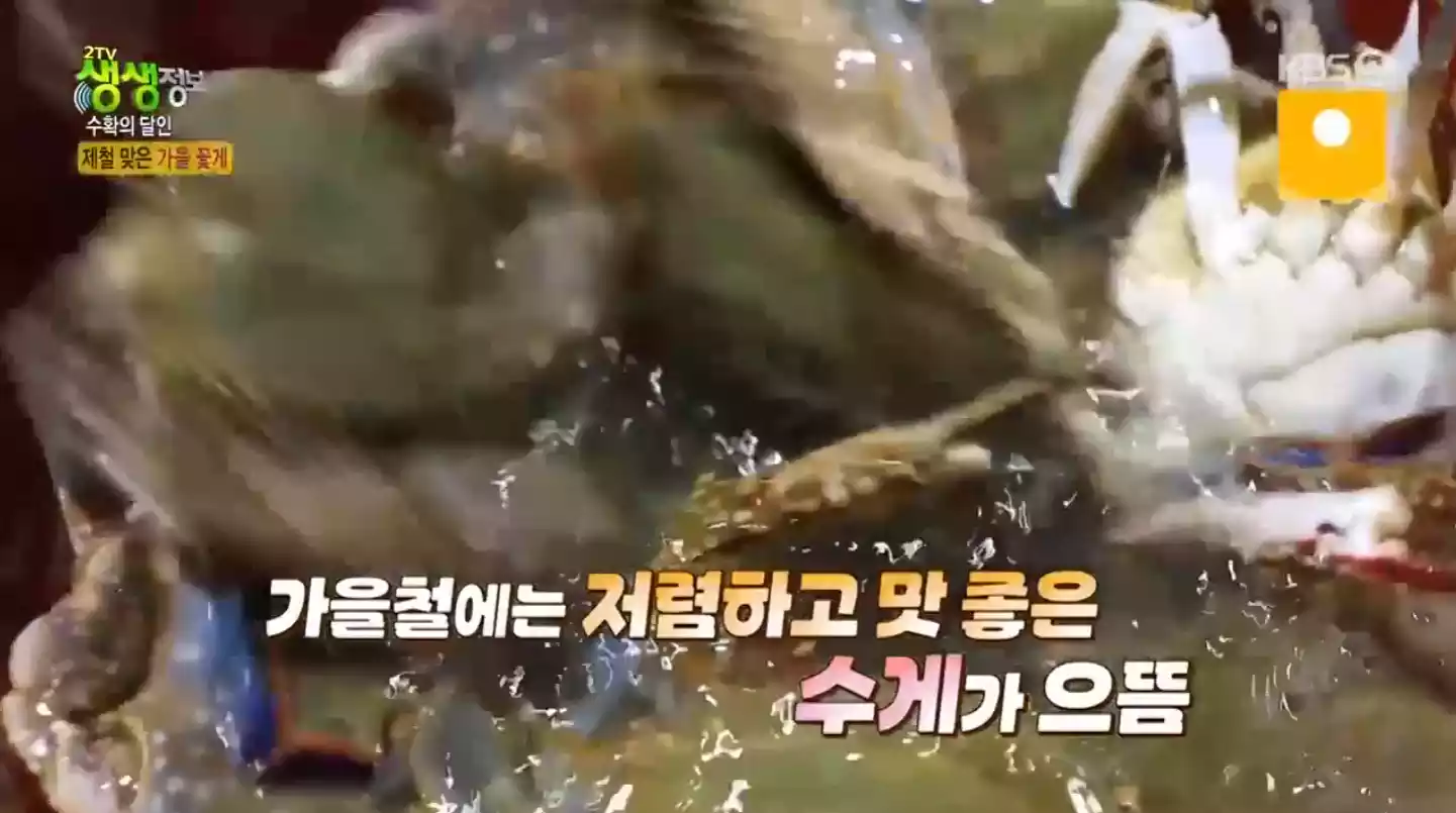 햇 꽃게