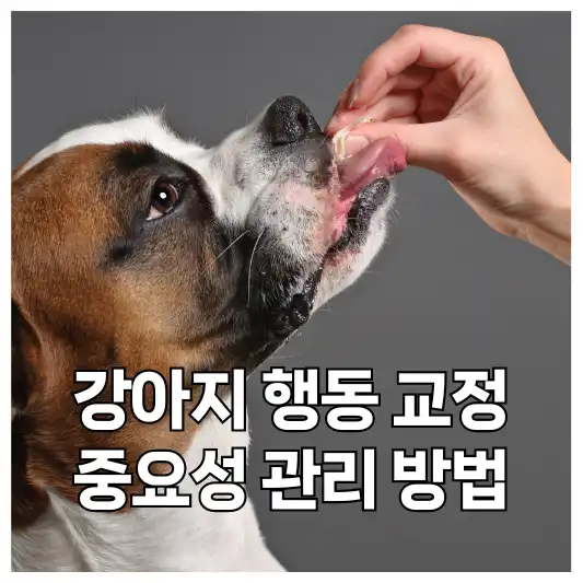 강아지 행동 교정 가이드