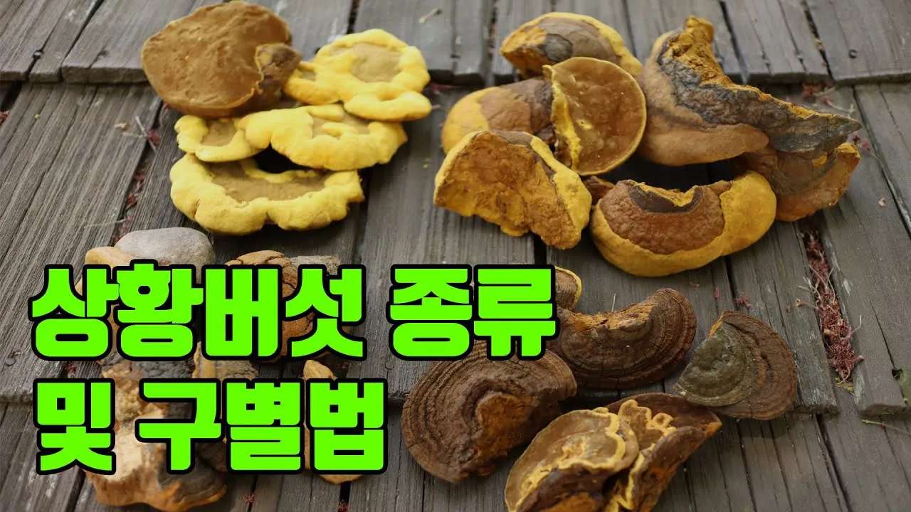 상황버섯 먹는법 상황버섯차 음용법_3