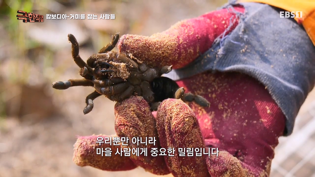 TV - 전 국민의 평생학교 EBS캄보디아 - 독충을 잡는 사람들.mp4_20230501_173132.936.jpg