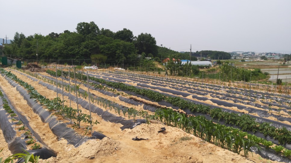 농사순 정원 최신정보 / 칠리농민 통제 / 칠리농민 고르기 / 기타 작물 21