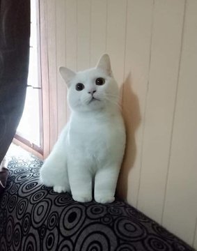  뚠뚠냥에게는 발목이 없다냥