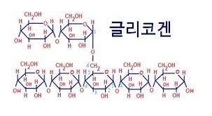 글리코겐