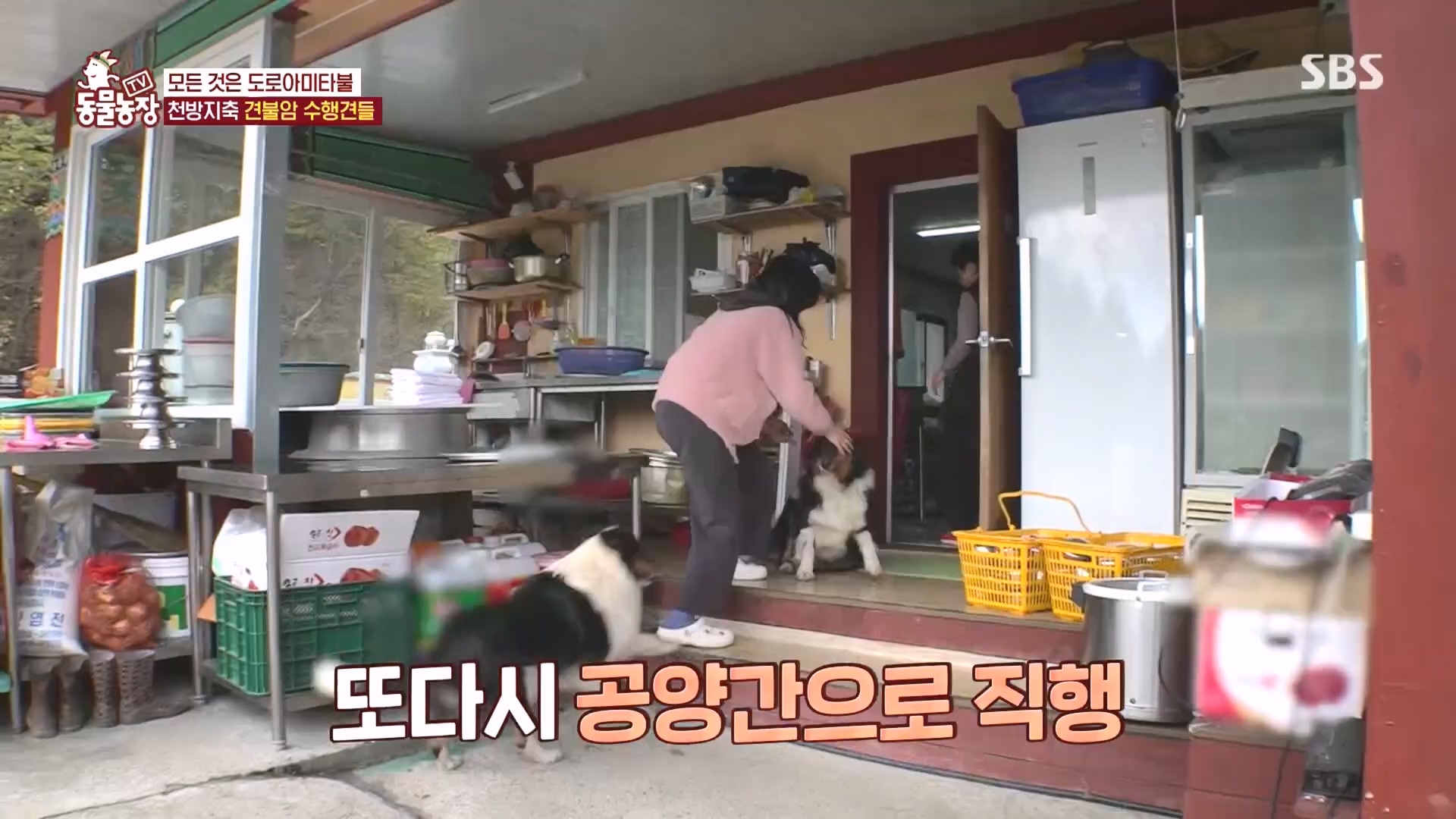 TV 동물농장.E1149.231210p.H264-F1RST.mp4_20231210_171055.700.jpg
