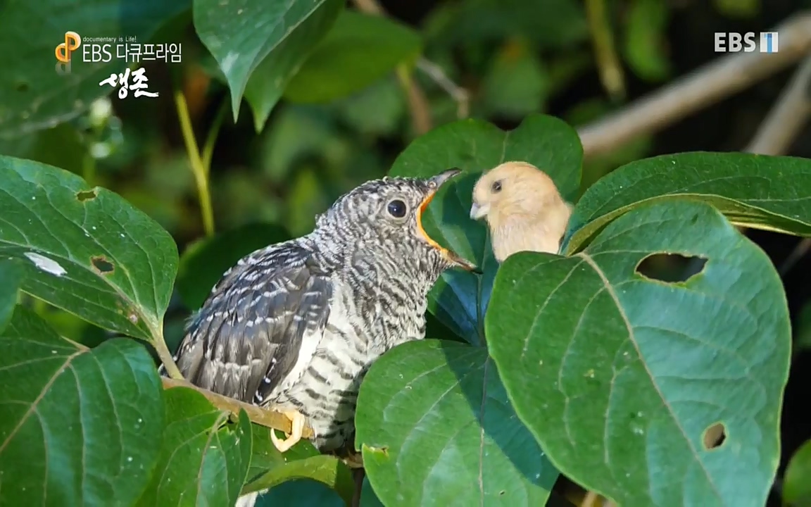 생존 3부_ EBS 다큐프라임_ 220629.avi_20220701_210358.519.jpg