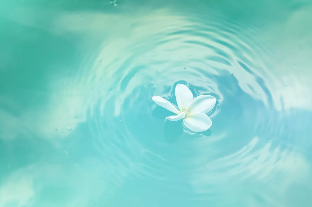 꽃이 떠있는 잔잔한 물