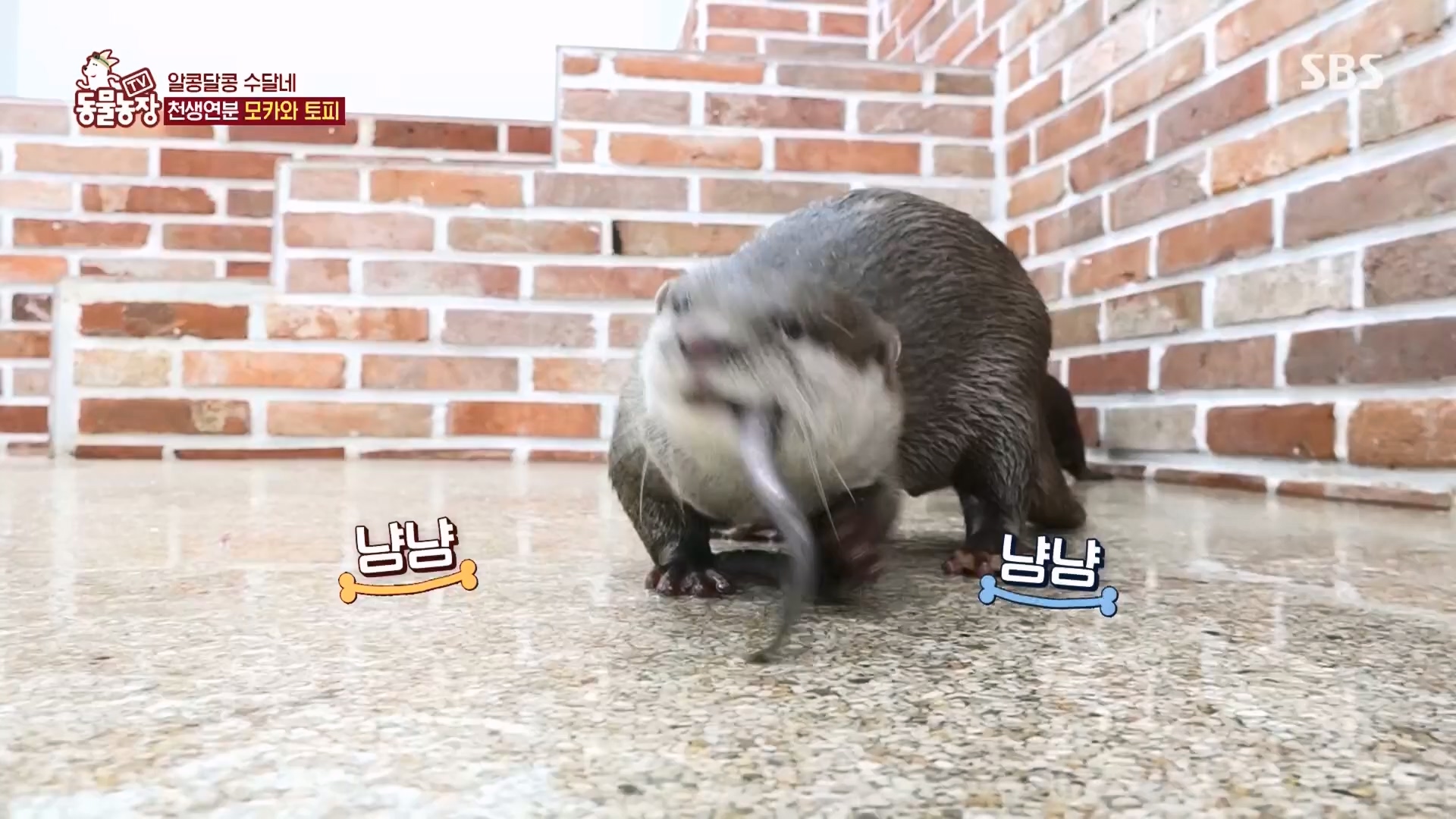 TV 동물농장.E1118.230423p.H264-F1RST.mp4_20230423_181120.351.jpg