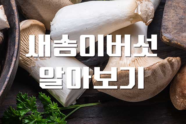  새송이버섯, 풍부한 식이섬유 함유