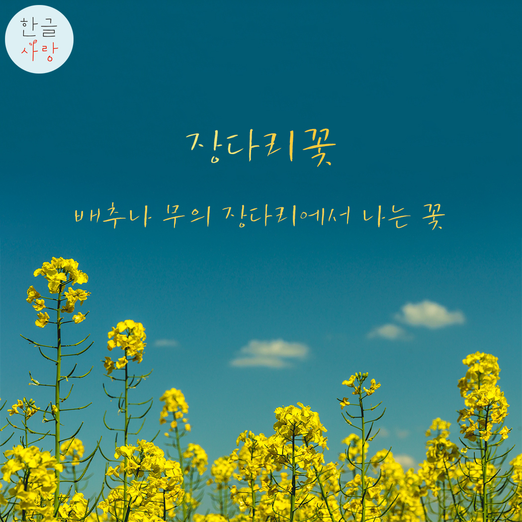  장다리꽃을 아시나요?