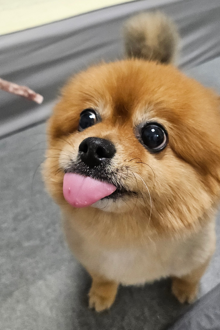 건강한펫 이미지