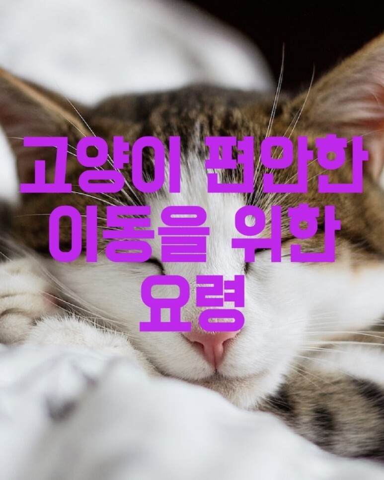 고양이 편안한 이동을 위한 요령