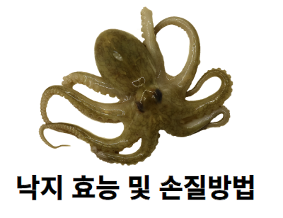 낙지 효능 및 손질 방법