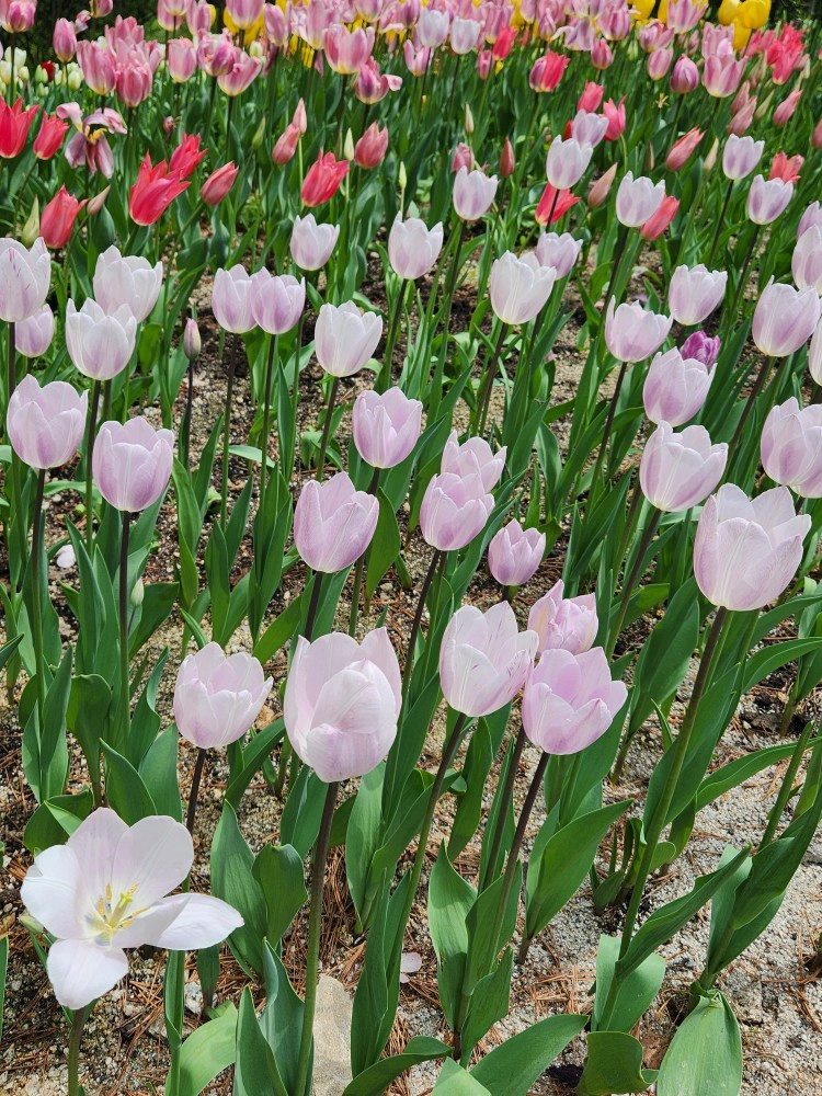 튤립