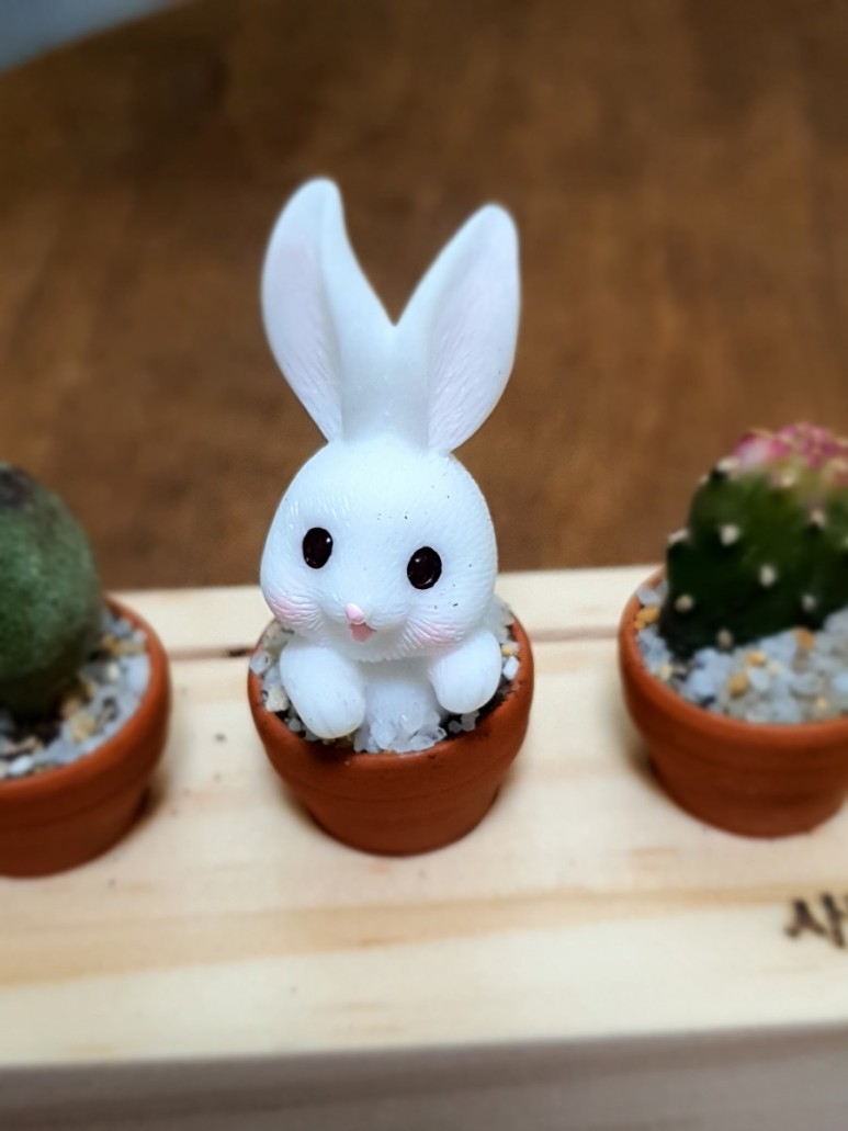 다육이 사이트 반려식물 초미니 7