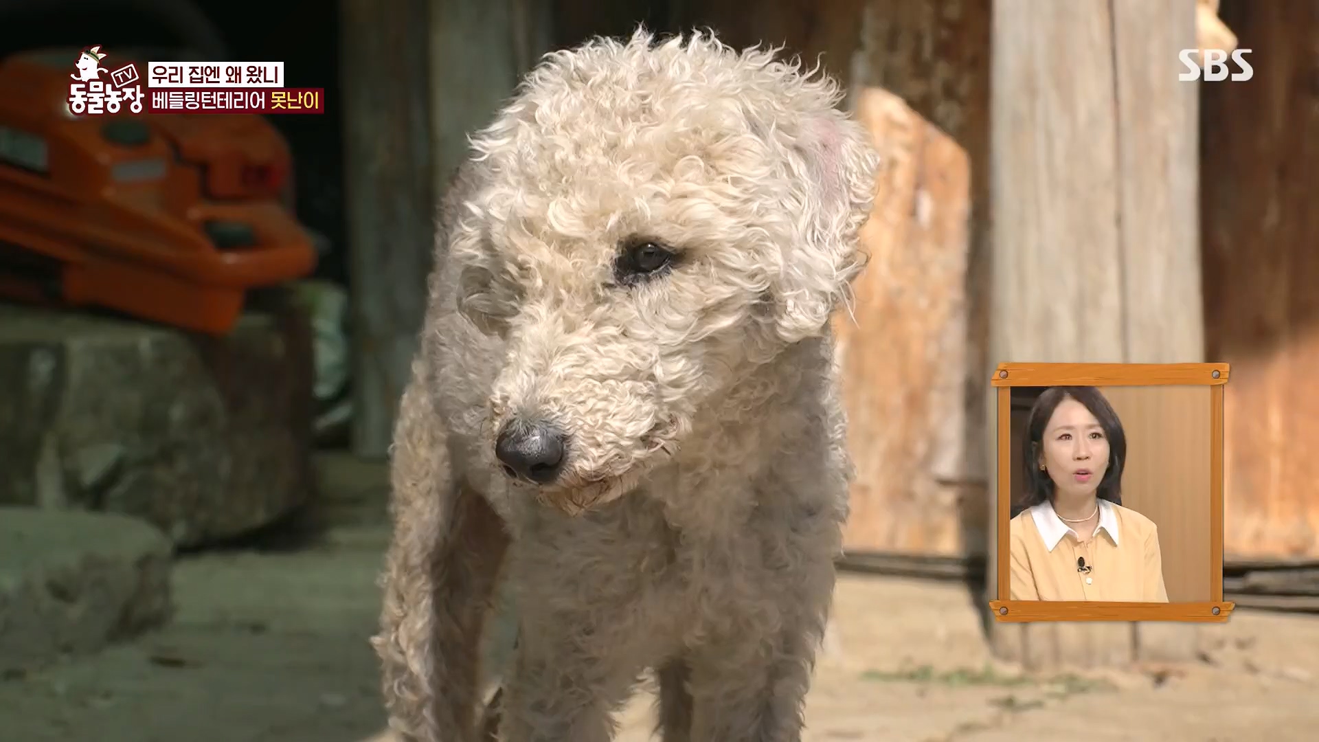 TV 동물농장.E1118.230430p.H264-F1RST.mp4_20230430_172357.372.jpg