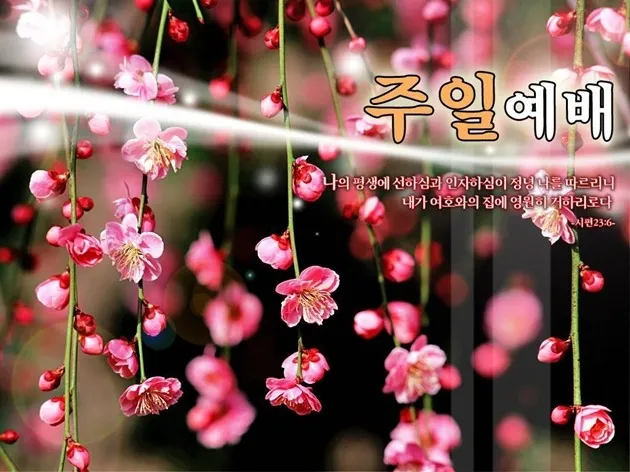 봄 주일예배 ppt 배경화면 꽃 이미지_4
